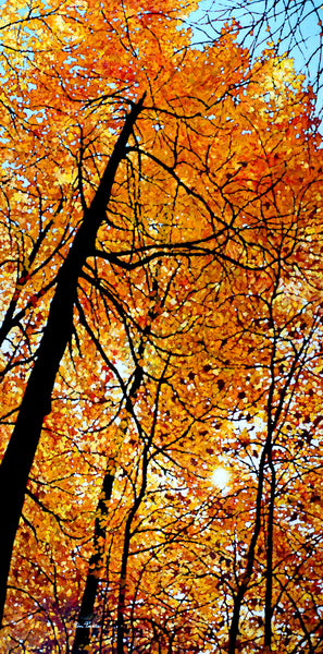 Amber Lustre 25" by 50"