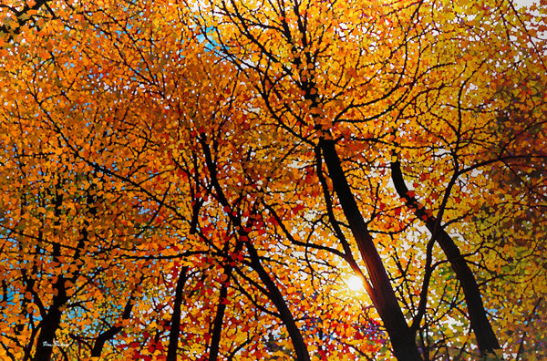 Algonquin Sundance 38" by 57"