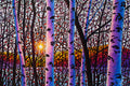 A Morning to Remember 38" by 57" and 48" by 72" Diptych