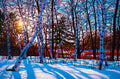 A Walk in the Woods, Lynde Marsh 38" by 57"