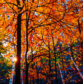 Autumn Mosaic 24" by 24"