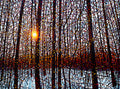 Early Snow, Late Afternoon Light 36" by 48"