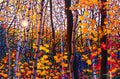 October Symphony Algoma 38" by 57"